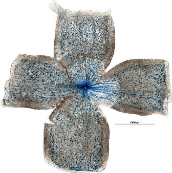 Nerve cells containing melanopsin are shown in blue in the spread-out retina